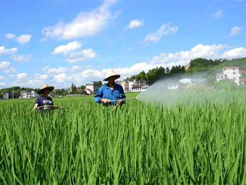 恐防有變，迎接水稻豐收季需要做好這些病蟲害預(yù)防工作