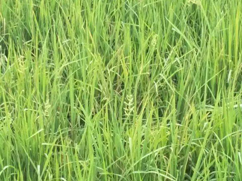 稻桿潛葉蠅危害呈上升趨勢(shì)，早預(yù)防是關(guān)鍵