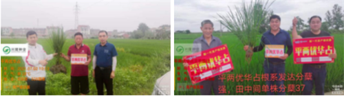 平兩優華占我們在行動，你還在等什么？