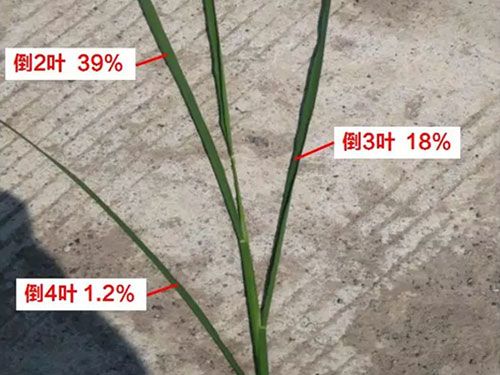 湖南興隆種業(yè)有限公司,長沙稻谷種植與銷售,長沙農(nóng)作物品種的選育,長沙農(nóng)業(yè)病蟲害防治服務(wù)