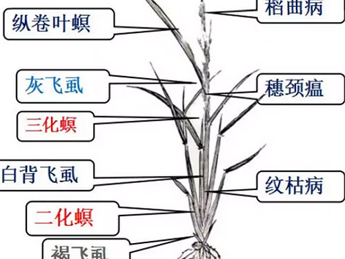 湖南興隆種業(yè)有限公司,長沙稻谷種植與銷售,長沙農(nóng)作物品種的選育,長沙農(nóng)業(yè)病蟲害防治服務(wù)
