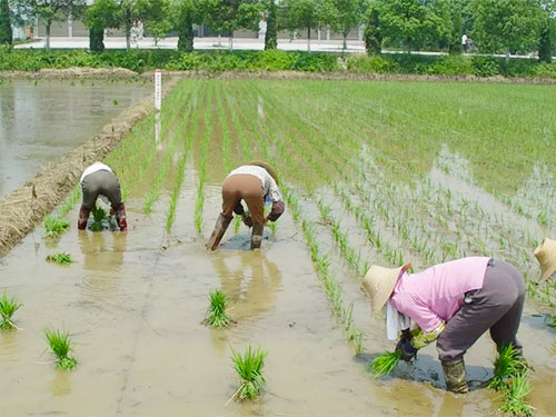 湖南興隆種業(yè)有限公司,長沙稻谷種植與銷售,長沙農(nóng)作物品種的選育,長沙農(nóng)業(yè)病蟲害防治服務 湖南興隆種業(yè)有限公司,長沙稻谷種植與銷售,長沙農(nóng)作物品種的選育,長沙農(nóng)業(yè)病蟲害防治服務