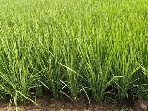 湖南興隆種業(yè)有限公司,長沙稻谷種植與銷售,長沙農(nóng)作物品種的選育,長沙農(nóng)業(yè)病蟲害防治服務 湖南興隆種業(yè)有限公司,長沙稻谷種植與銷售,長沙農(nóng)作物品種的選育,長沙農(nóng)業(yè)病蟲害防治服務