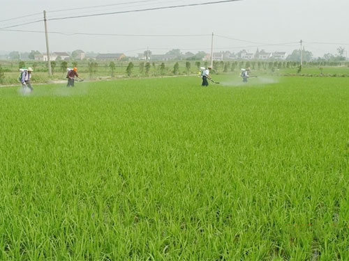 湖南興隆種業(yè)有限公司,長沙稻谷種植與銷售,長沙農(nóng)作物品種的選育,長沙農(nóng)業(yè)病蟲害防治服務 湖南興隆種業(yè)有限公司,長沙稻谷種植與銷售,長沙農(nóng)作物品種的選育,長沙農(nóng)業(yè)病蟲害防治服務