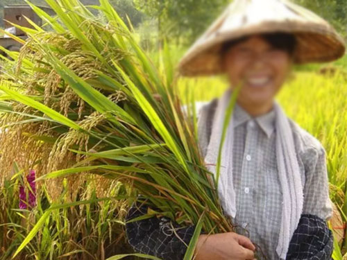 湖南興隆種業有限公司,長沙稻谷種植與銷售,長沙農作物品種的選育,長沙農業病蟲害防治服務 湖南興隆種業有限公司,長沙稻谷種植與銷售,長沙農作物品種的選育,長沙農業病蟲害防治服務