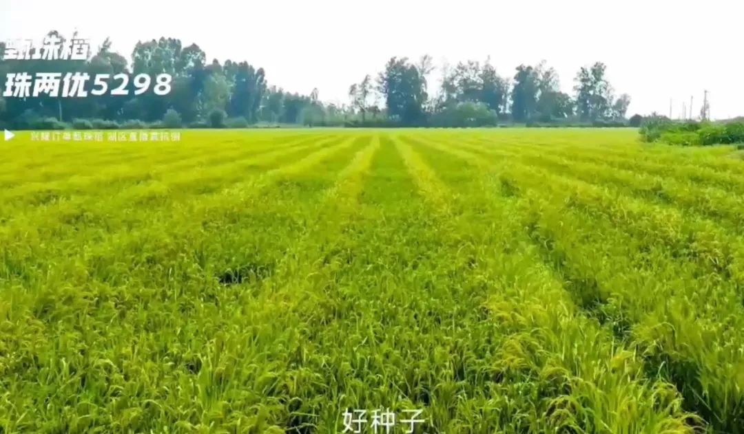 湖南興隆種業(yè)有限公司,長沙稻谷種植與銷售,長沙農(nóng)作物品種的選育,長沙農(nóng)業(yè)病蟲害防治服務