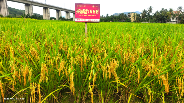 湖南興隆種業有限公司,長沙稻谷種植與銷售,長沙農作物品種的選育,長沙農業病蟲害防治服務