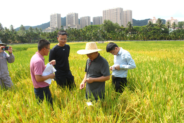 湖南興隆種業有限公司,長沙稻谷種植與銷售,長沙農作物品種的選育,長沙農業病蟲害防治服務