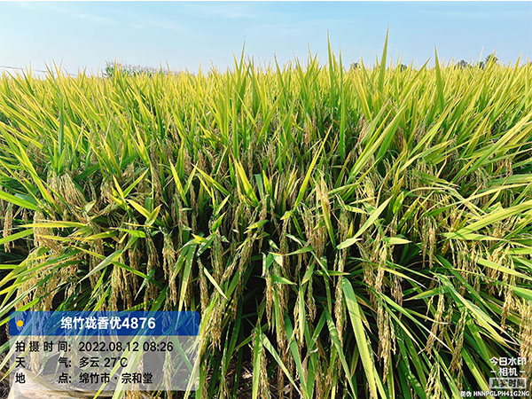 湖南興隆種業有限公司,長沙稻谷種植與銷售,長沙農作物品種的選育,長沙農業病蟲害防治服務